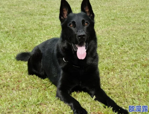 《第五人格》游戏攻略：捉迷藏模式高效躲藏点位推荐指南