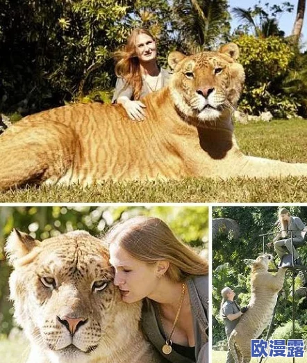 欧美人与禽交：探讨西方文化中关于人类与动物关系的争议及其对社会伦理的影响